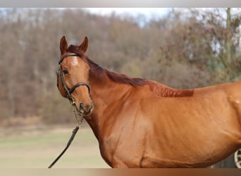 Thoroughbred, Gelding, 8 years, 16,1 hh, Chestnut-Red