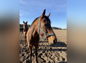 Thoroughbred, Gelding, 8 years, 16,1 hh