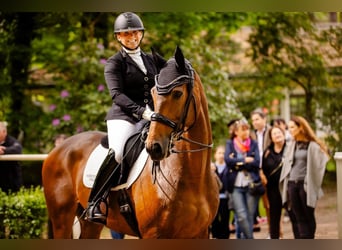 Thoroughbred, Gelding, 8 years, 16,3 hh, Brown