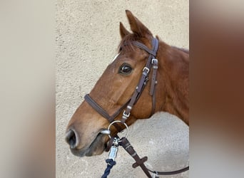 Thoroughbred, Gelding, 9 years, 15.2 hh, Chestnut-Red