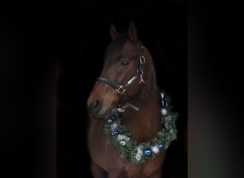 Thoroughbred, Gelding, 9 years, 15,2 hh, Brown