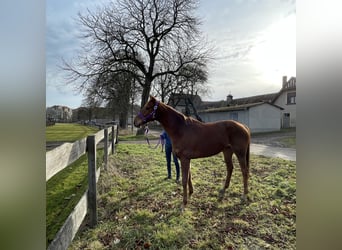 Thoroughbred, Gelding, 9 years, 15,2 hh, Chestnut-Red