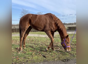 Thoroughbred, Gelding, 9 years, 15,2 hh, Chestnut-Red