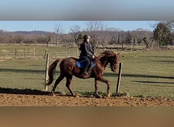 Thoroughbred, Gelding, 9 years, 16,1 hh, Chestnut-Red