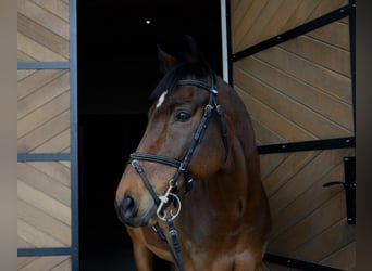 Thoroughbred, Gelding, 9 years, 16.2 hh, Brown
