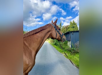 Thoroughbred, Gelding, 9 years, 16,2 hh, Chestnut-Red