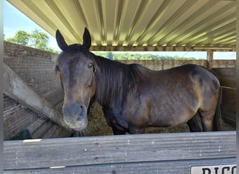 Thoroughbred, Gelding, 9 years, 16 hh, Bay-Dark