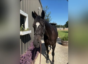 Thoroughbred, Gelding, 9 years, 16 hh, Bay-Dark