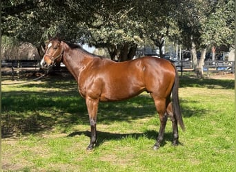 Thoroughbred, Gelding, 9 years, 16 hh, Bay