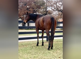 Thoroughbred, Gelding, 9 years, 16 hh, Bay