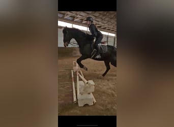 Thoroughbred, Gelding, 9 years, 16 hh, Bay