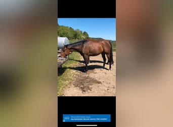 Thoroughbred, Gelding, 9 years, 16 hh, Brown