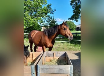 Thoroughbred, Gelding, 9 years, 16 hh, Brown