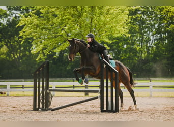 Thoroughbred, Gelding, 9 years, 16 hh, Brown