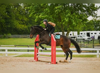 Thoroughbred, Gelding, 9 years, 16 hh, Brown
