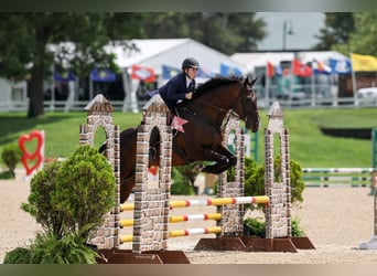 Thoroughbred, Gelding, 9 years, 16 hh, Brown