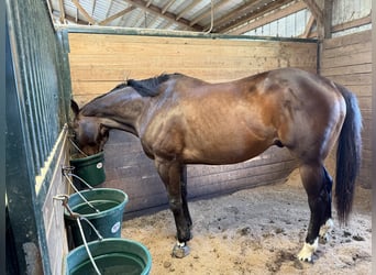 Thoroughbred, Gelding, 9 years, 16 hh, Brown