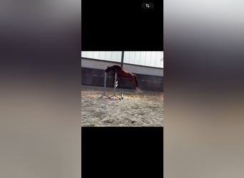 Thoroughbred, Gelding, 9 years, 16 hh, Chestnut-Red