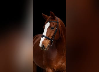 Thoroughbred, Gelding, 9 years, 16 hh