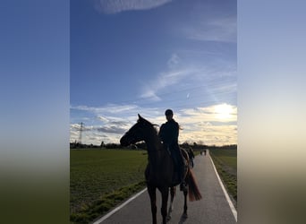 Thoroughbred, Gelding, 9 years, 16 hh