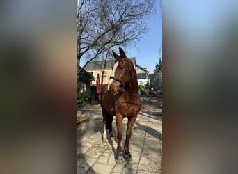 Thoroughbred, Gelding, 9 years, 16 hh