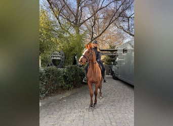 Thoroughbred, Gelding, 9 years, 16 hh