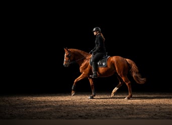 Thoroughbred, Gelding, 9 years, 16 hh