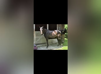 Thoroughbred, Gelding, 9 years, 16 hh, Smoky-Black