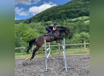 Thoroughbred, Gelding, 9 years, 16,1 hh, Bay-Dark
