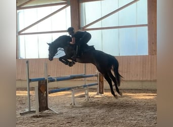 Thoroughbred, Gelding, 9 years, 16,1 hh, Bay-Dark