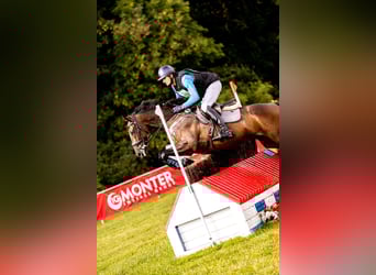 Thoroughbred, Gelding, 9 years, 16,1 hh, Brown