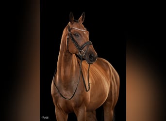 Thoroughbred, Gelding, 9 years, 16,1 hh, Brown