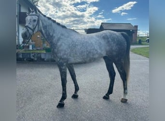 Thoroughbred, Gelding, 9 years, 16,1 hh, Grey-Fleabitten