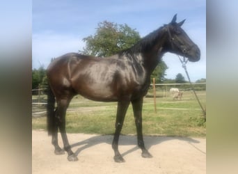 Thoroughbred, Gelding, 9 years, 16,1 hh