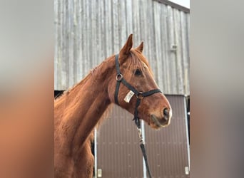 Thoroughbred, Gelding, 9 years, 16,2 hh, Chestnut-Red