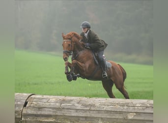 Thoroughbred Mix, Gelding, 9 years, 17 hh, Chestnut-Red