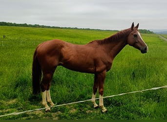 Thoroughbred, Gelding, 9 years, Chestnut-Red