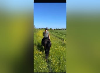 Thoroughbred, Mare, 10 years, 15.2 hh, Bay-Dark