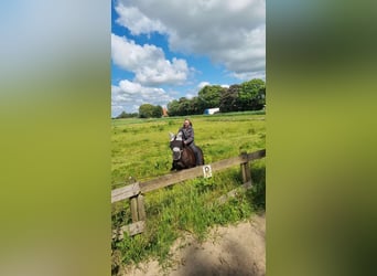 Thoroughbred, Mare, 10 years, 15.2 hh, Bay-Dark