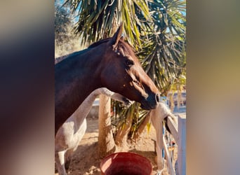 Thoroughbred, Mare, 10 years, 15.2 hh, Bay-Dark