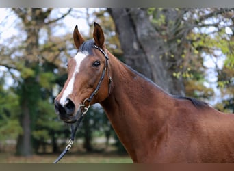 Thoroughbred, Mare, 10 years, 15,2 hh, Brown