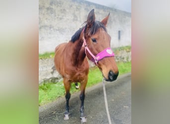 Thoroughbred, Mare, 10 years, 15,2 hh, Brown