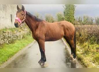 Thoroughbred, Mare, 10 years, 15,2 hh, Brown