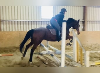 Thoroughbred, Mare, 10 years, 15,2 hh, Brown