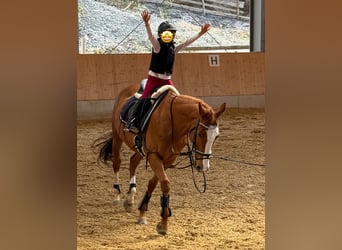 Thoroughbred, Mare, 10 years, 15.2 hh, Chestnut-Red