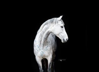 Thoroughbred, Mare, 10 years, 15.2 hh, Grey-Fleabitten