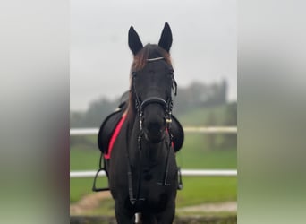 Thoroughbred, Mare, 10 years, 15,2 hh, Smoky-Black