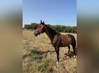 Thoroughbred, Mare, 10 years, 15.3 hh, Bay-Dark
