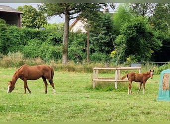 Thoroughbred, Mare, 10 years, 15,3 hh, Chestnut-Red