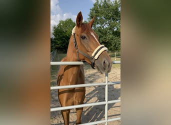 Thoroughbred, Mare, 10 years, 15,3 hh, Chestnut-Red